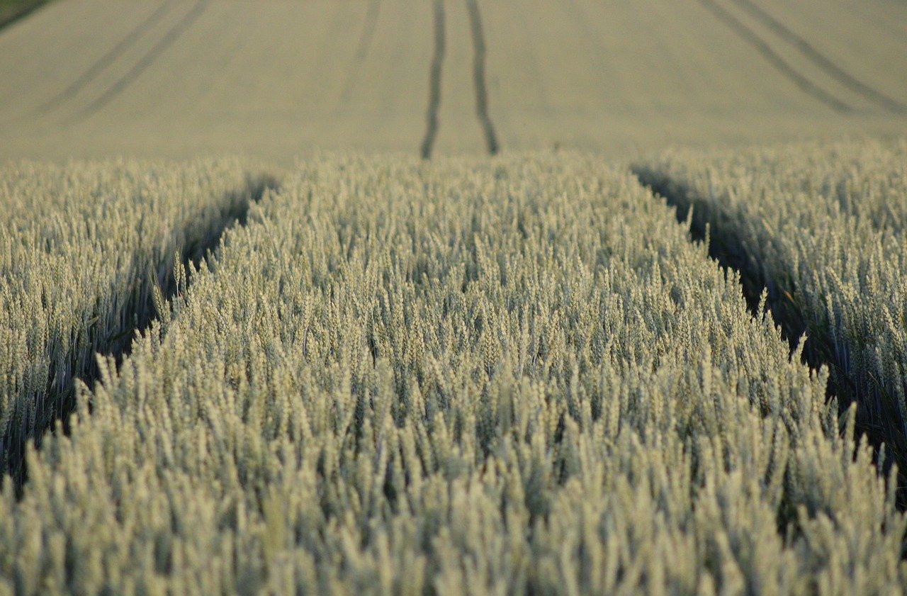 Agriculture / Livestock